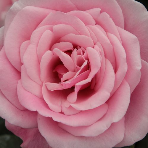 Pépinière rosier - Rosa Milrose - rose - rosiers floribunda - parfum discret - Georges Delbard, Andre Chabert - Fleurs rose groupées convenant aux bordures mélangé à d